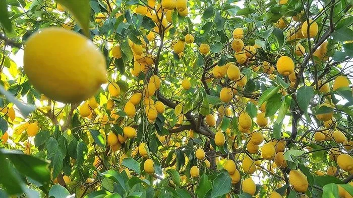 C Vitamini Deposu Limonu Böyle Tüketin: İşte Limon ve Limon Suyunun Faydaları....