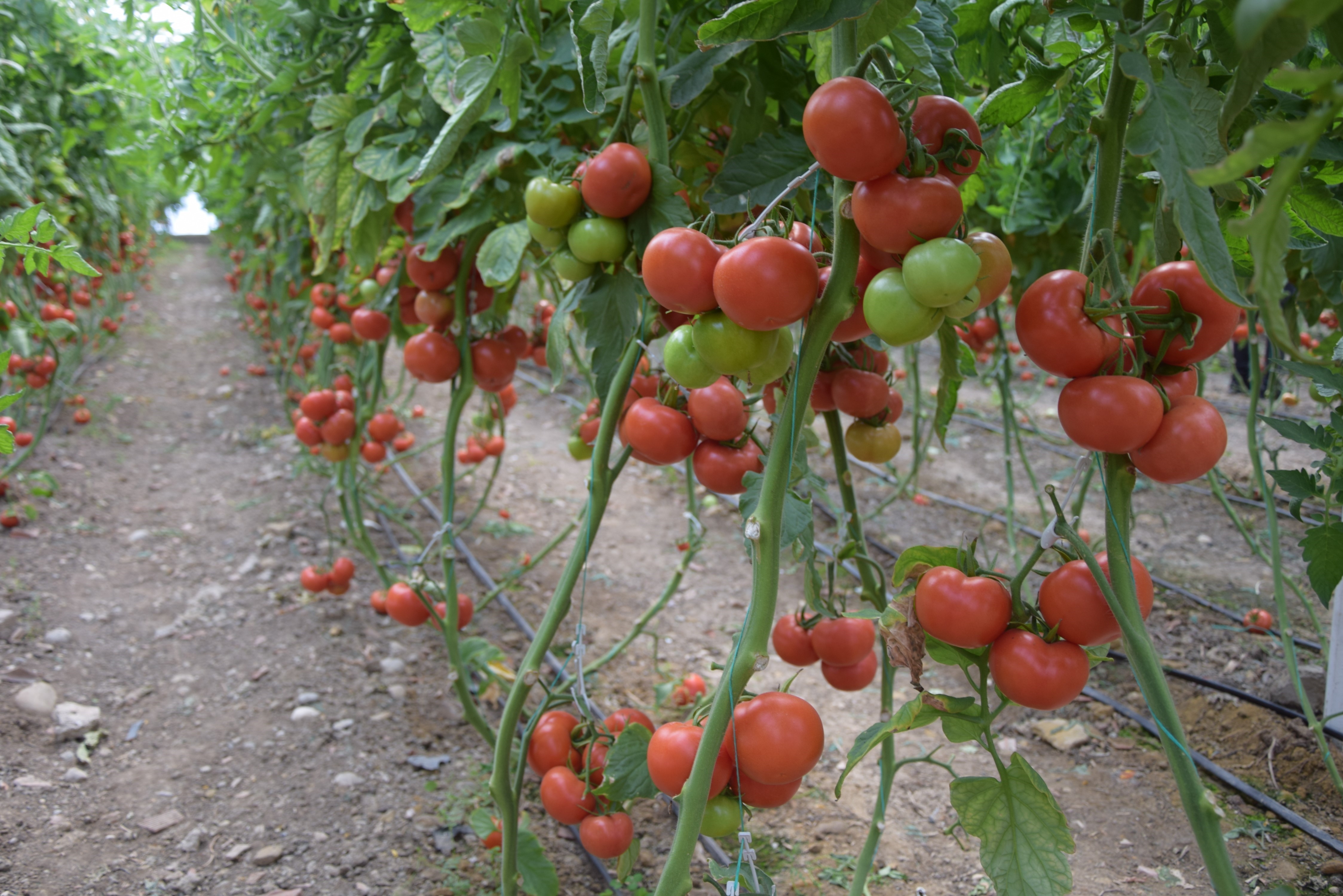 Antalya Ticaret Borsası, Nisan ayı hal endeksini açıkladı. 