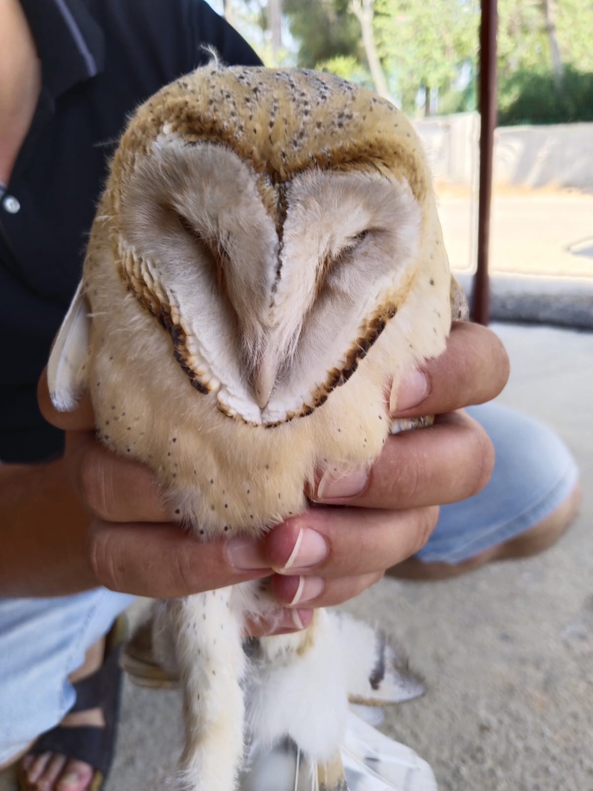 Antalya'nın Serik İlçesinde Nadir Görülen Peçeli Baykuş Evin Bahçesinde Bulundu 