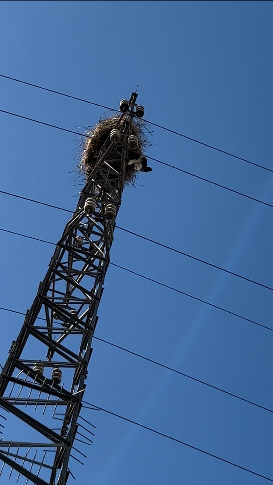 Burdur’un Bucak İlçesinde Ayağındaki İplerin Tellere Takılması Sonucu Elektrik Direğinde Mahsur Kalan Leylek Kurtarıldı