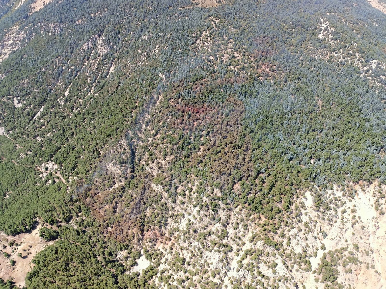 Antalyanın Kumluca ilçesinde  yangında 15 hektar ormanlık alan zarar gördü