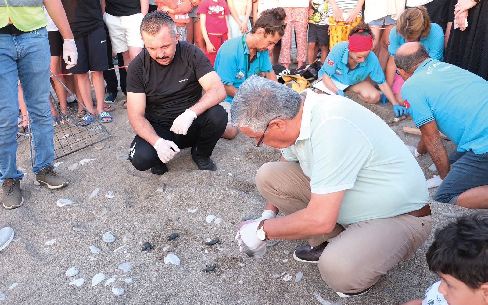 Kemer ilçesi Ulupınar Mahallesi Çıralı sahilinde Son 30 Yılın Yavrulu Caretta Caretta Rekoru Bekleniyor