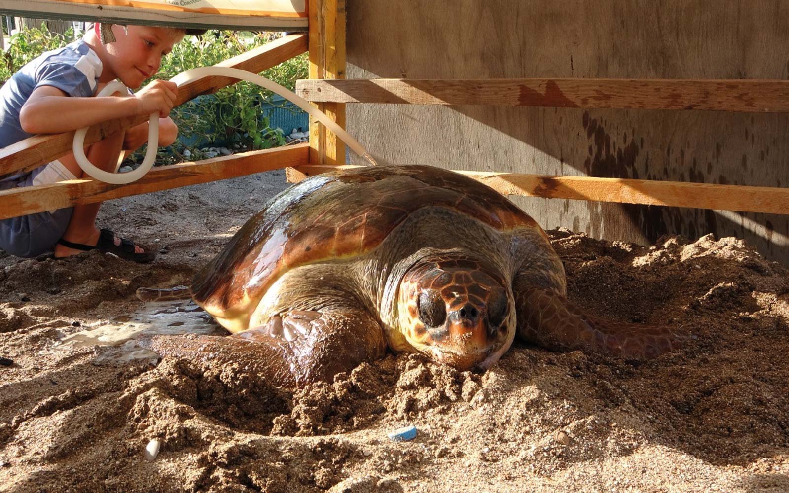 Manavgat Sahilinde Yaralı Halde Bulunan Caretta Caretta Deniz Kaplumbağası Cerrahi Müdahalenin Ardından Denize Geri Bırakıldı