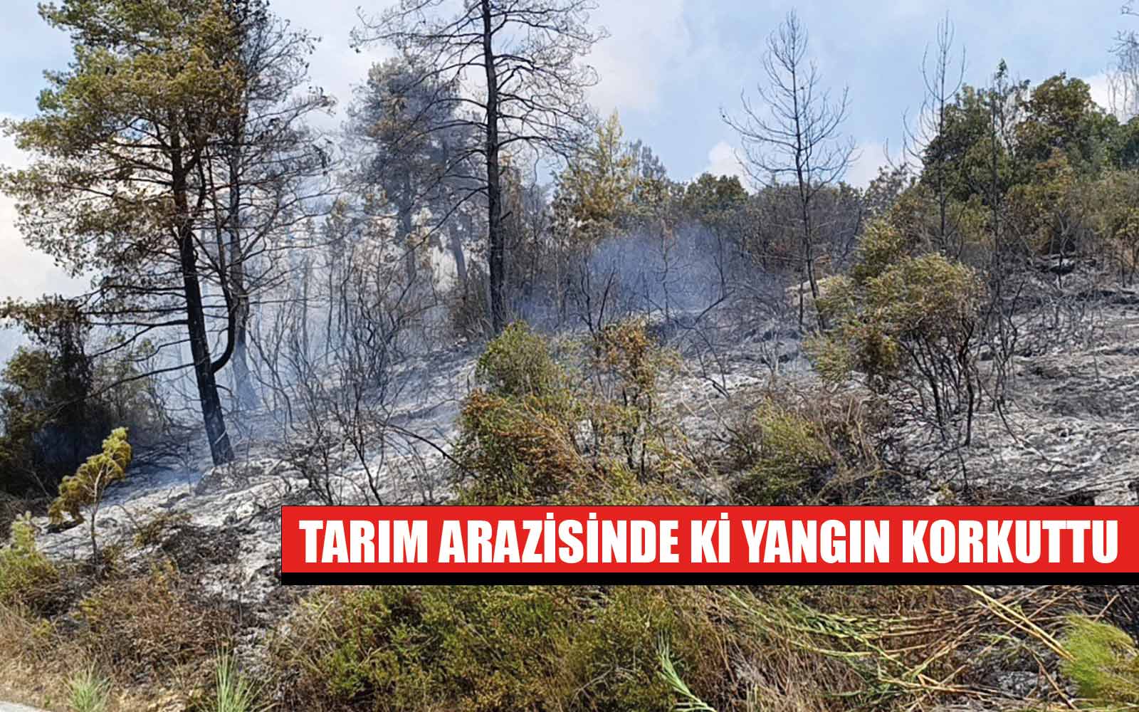 Antalya'nın Manavgat ilçesinde  tarım arazisi yandı, 3 sera zarar gördü