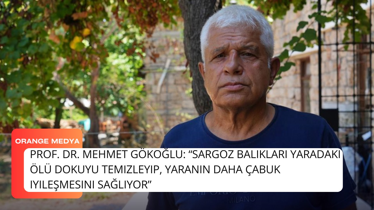 Prof. Dr. Mehmet Gökoğlu: “Sargoz balıkları yaradaki ölü dokuyu temizleyip, yaranın daha çabuk iyileşmesini sağlıyor”