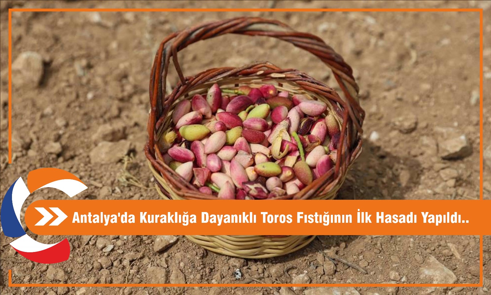  Antalya'da Kuraklığa Dayanıklı Toros Fıstığının İlk Hasadı Yapıldı