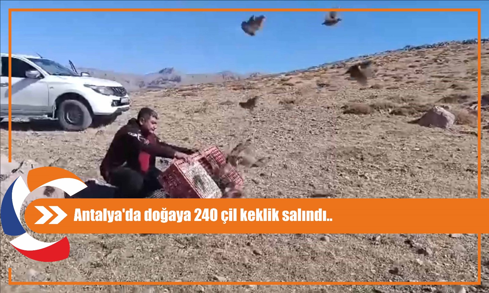 Antalya'da doğaya 240 çil keklik salındı