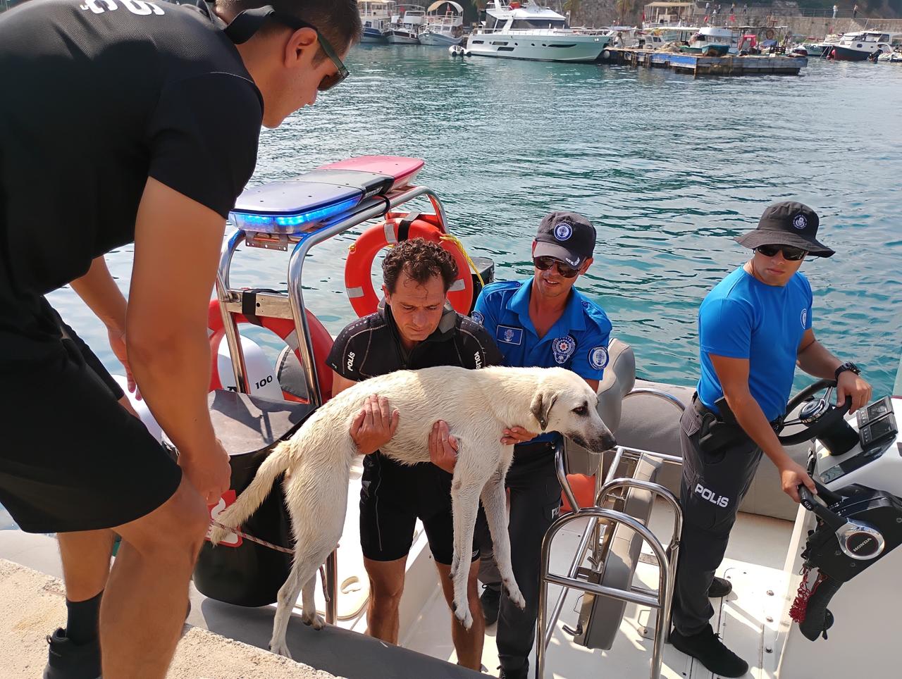  Düden Şelalesi'nin Denizle Buluştuğu Noktada Deniz Polisinden Sokak Köpeği Kurtarma Görevi