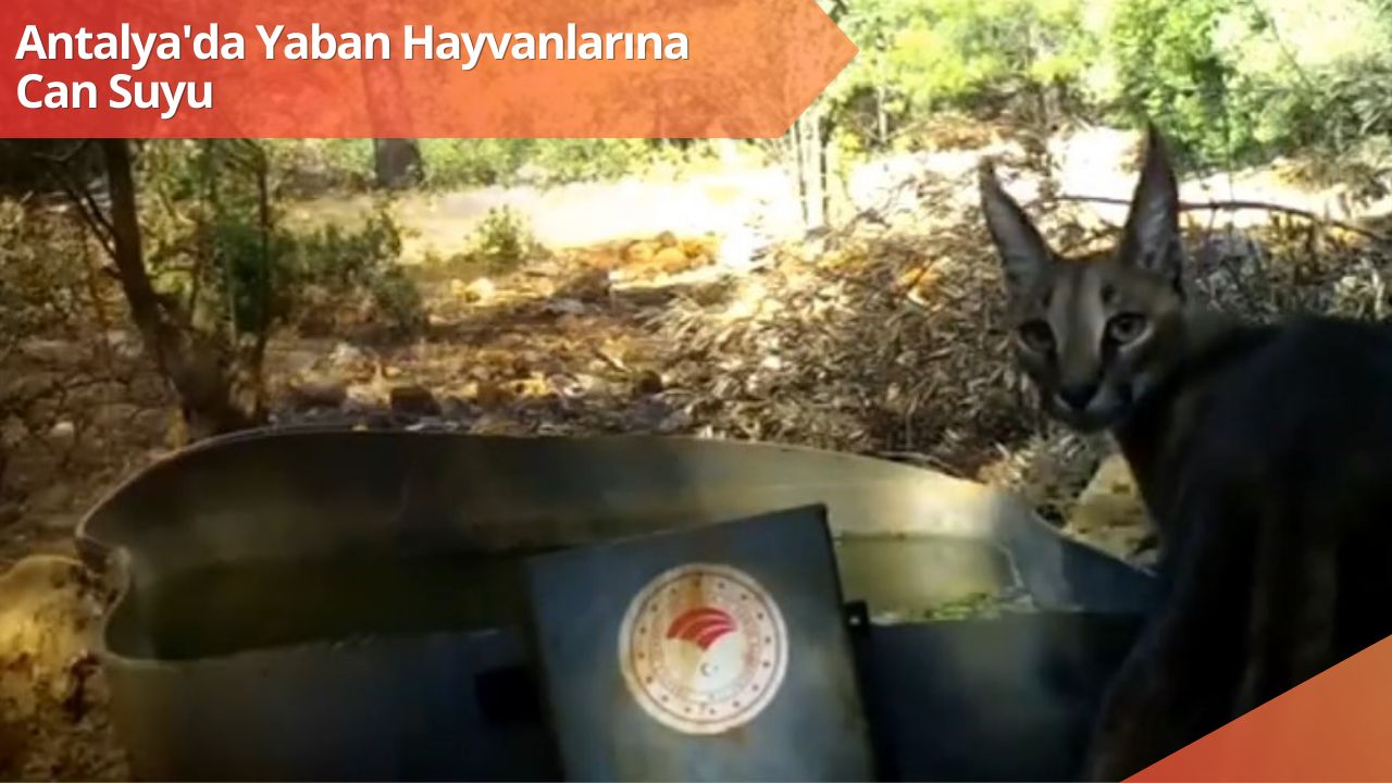 Antalya'da Yaban Hayvanlarına Can Suyu...