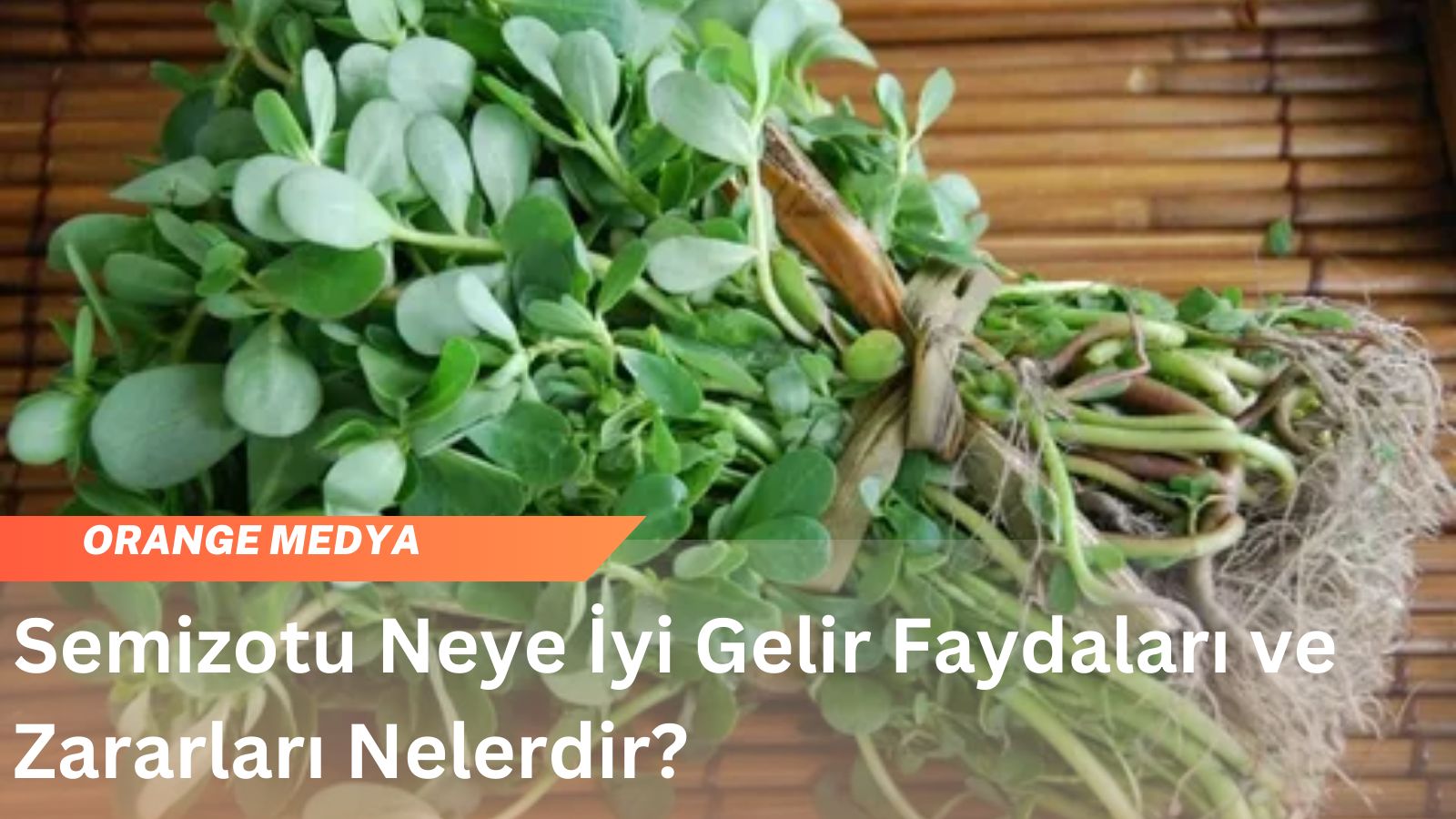 Semizotu Neye İyi Gelir Faydaları ve Zararları Nelerdir?