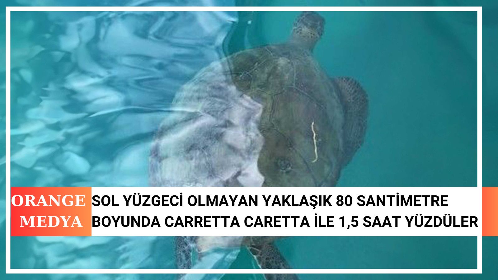 Sol Yüzgeci Olmayan Yaklaşık 80 Santimetre Boyunda Carretta Caretta ile 1,5 Saat Yüzdüler