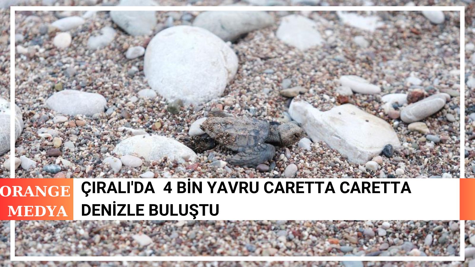 Çıralı'da  4 Bin Yavru Caretta Caretta Denizle Buluştu 