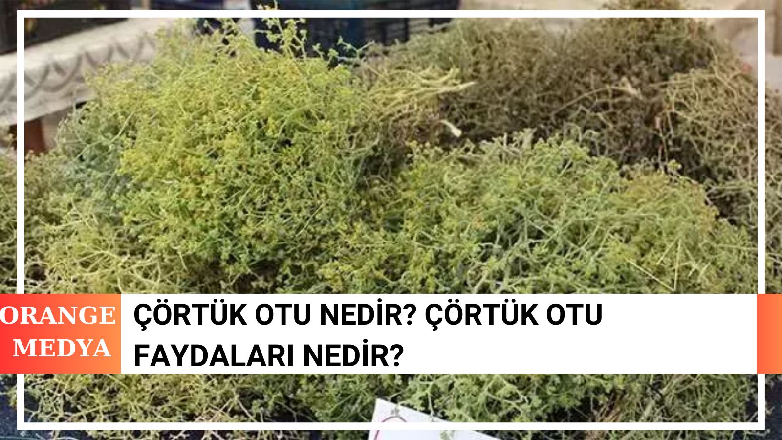 Çörtük Otu Nedir? Çörtük Otu Faydaları Nedir?