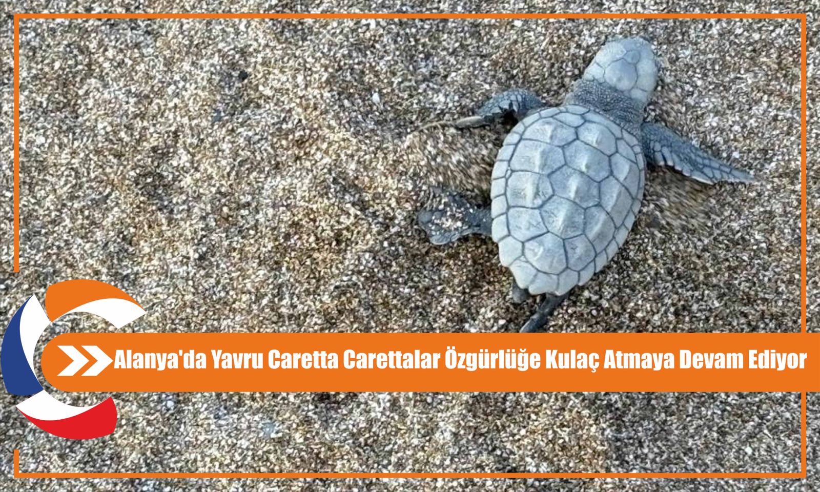 Alanya'da Yavru Caretta Carettalar Özgürlüğe Kulaç Atmaya Devam Ediyor