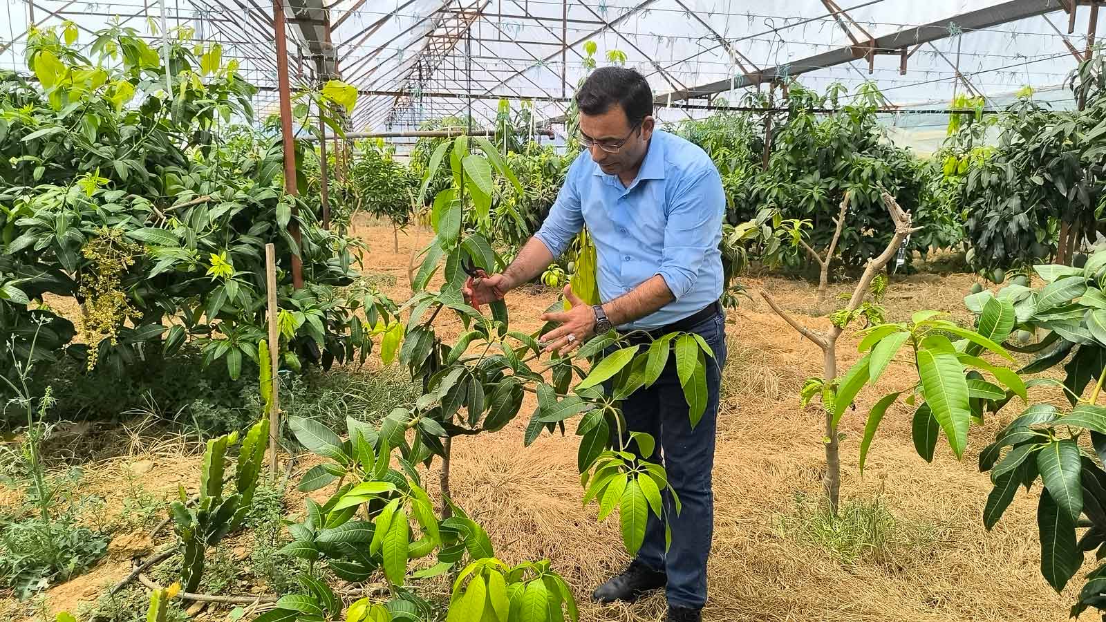 Alanya'da mango hasadı başladı