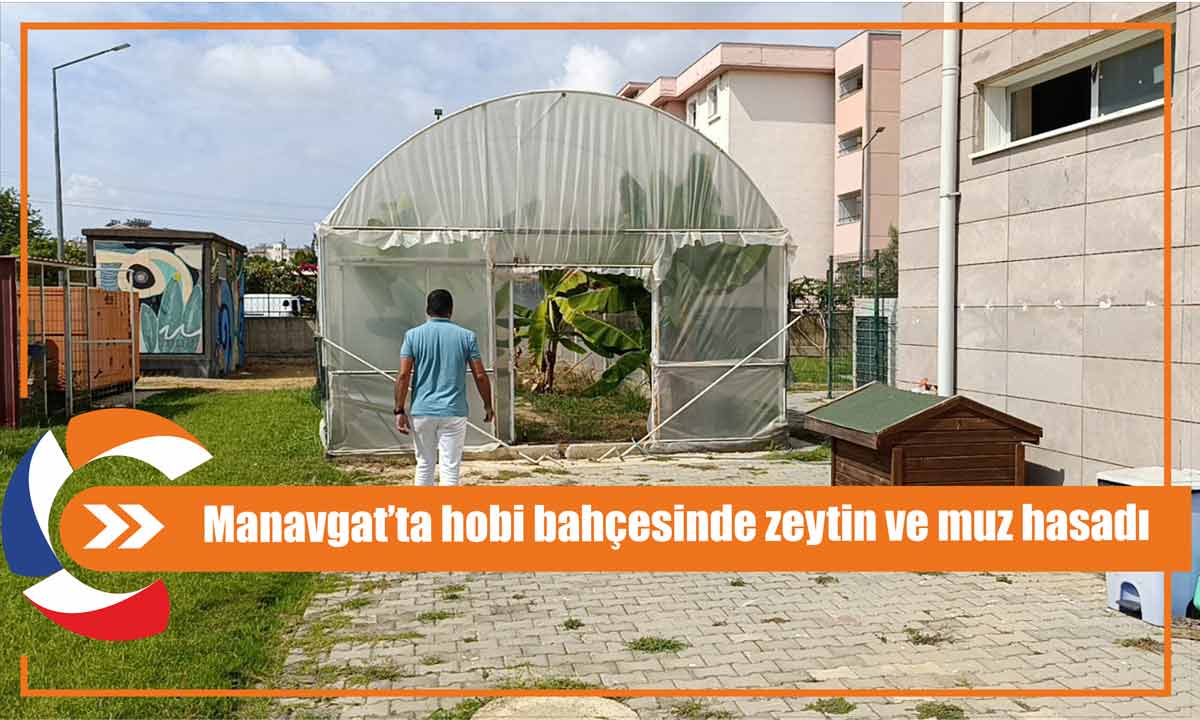 Manavgat’ta hobi bahçesinde zeytin ve muz hasadı