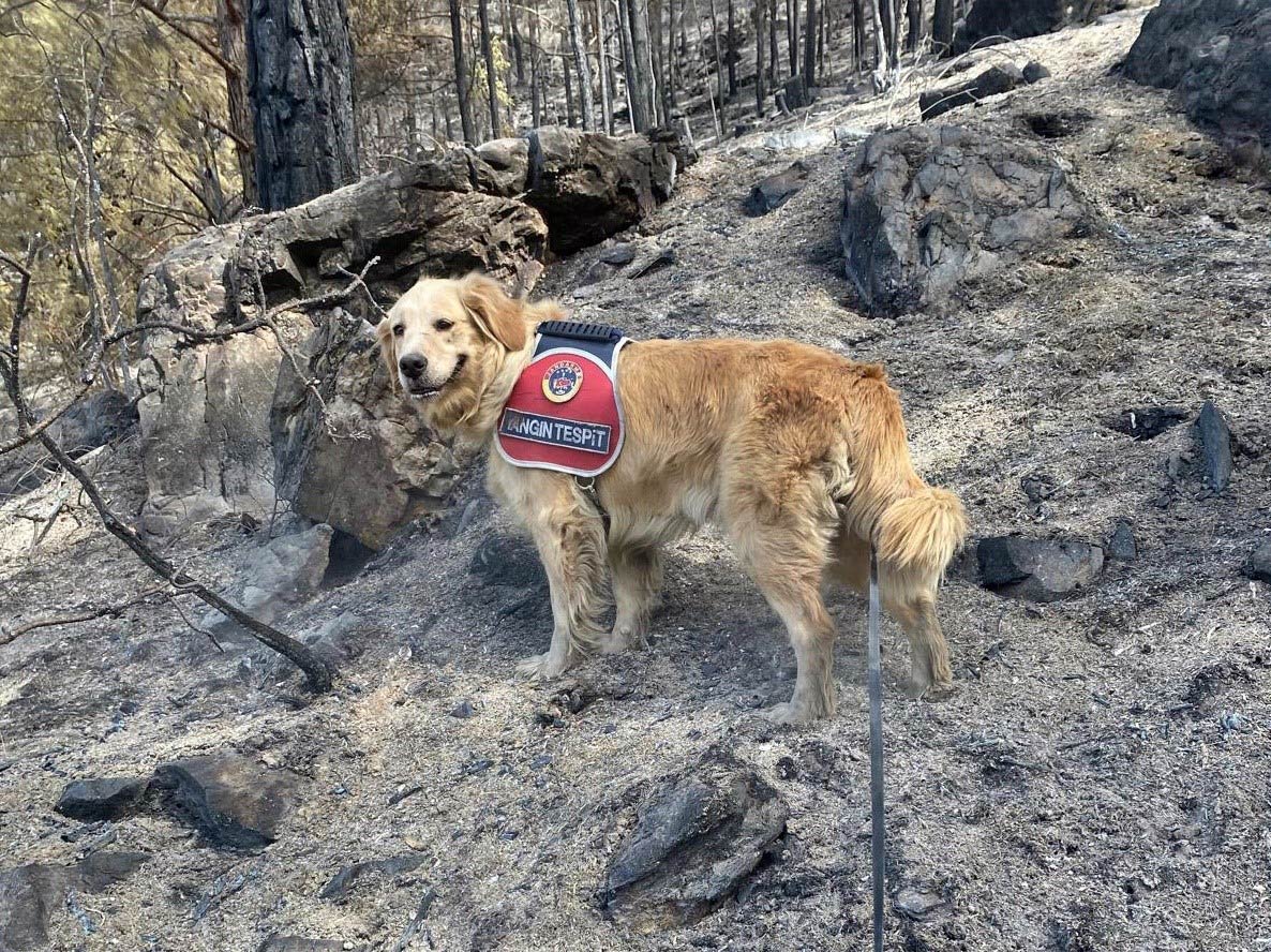 Antalya'da jandarmanın Yangın Tespit Köpeği “Zeytin” Orman Yangınını Çıktığı Yeri ve Çıkış Sebebini Tespit Edebiliyor 