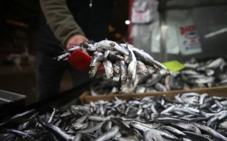 Balıkçılar duyurdu: Hamsiye zam geldi