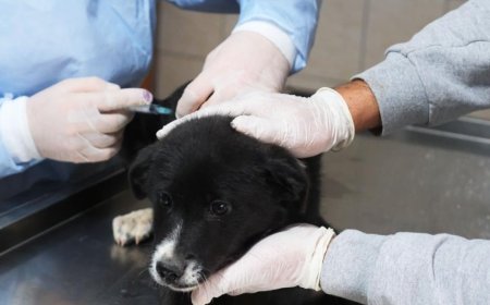 Kemer Belediyesi Patili Dostlara Artık Daha Kapsamlı Destek Sağlıyor.