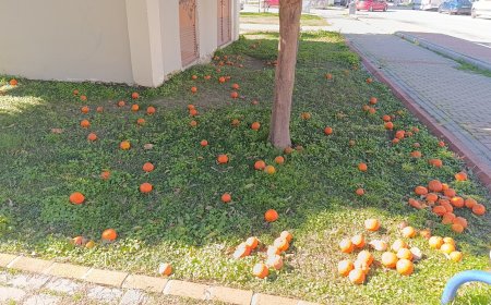 Antalya Manavgat'ta etkili olan şiddetli fırtına ilçenin sembolü olan turunçların kaldırım ve yollara dökülmesine neden oldu.