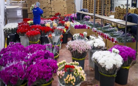 Sevgililer Günü için 30 ülkeye 75 milyon dal çiçek ihracat sağlandı.