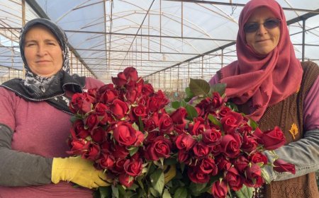 Antalya'da Sevgililer Günü için hazırlanan özel güllerin hasadı başladı