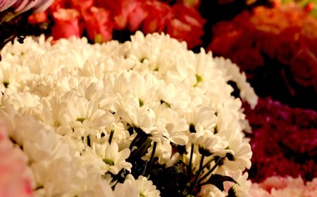 Antalya'da Kadınlar Günü İçin Çiçekçilerde Yoğun Mesai