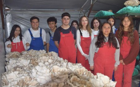 Tarım lisesi öğrencileri, özel eğitim öğrencileriyle mantar hasadı yaptı