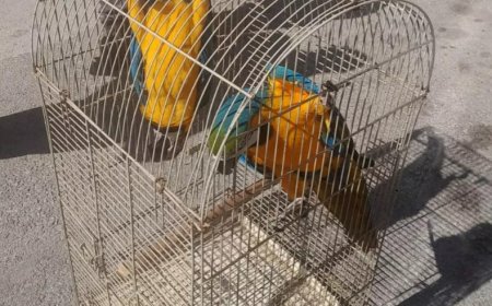 Antalya’da Yasaklı Macaw Papağanları Ele Geçirildi