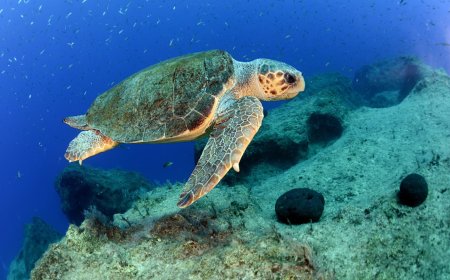 ‘caretta caretta’ türü deniz kaplumbağalarının çiftleşme dönemi başladı.
