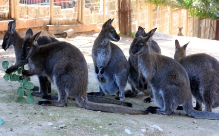ANTALYA Doğal Yaşam Parkı'ndaki kanguruların sayısı, 15 yeni doğumla 40'a ulaştı.