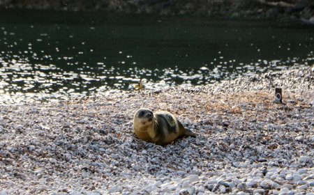 Yavru Akdeniz foku, 101 gün sonra denizle buluşturuldu