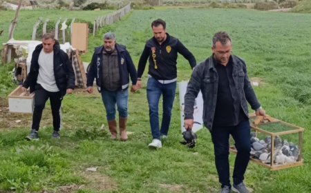 Antalya’da 3 Farklı Yerden Çalınan 95 Güvercin Kurtarıldı