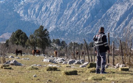 Antalya Büyükşehir  Belediye'si yılkı atları için doğaya saman bıraktı