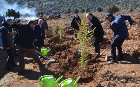 Antalya'nın Korkuteli ilçesinde sedir fidanları toprakla buluşturuldu.