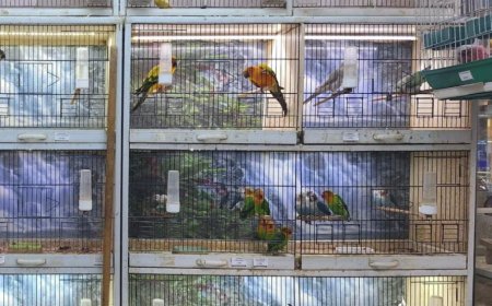 Antalya'da yasadışı papağan ticareti yapan işletmeye rekor ceza