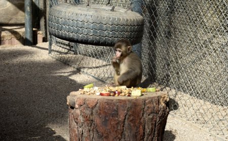 ANTALYA Otogarı'nda el konulan 'Rhesus' türü yavru maymun 'Fıstık', Doğal Yaşam Parkı'nda rehabilitasyon sürecini tamamladı.