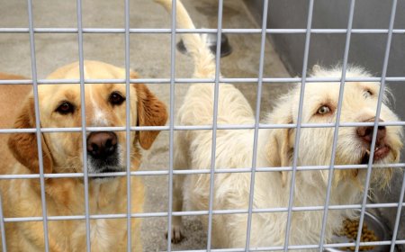 Türkiye'de 20 yılda 566 bin 791 hayvan sahiplendirildi