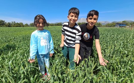 Buğdayda Yüzler Gülecek: Serik’te Rekolte Yüksek
