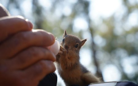 Antalya'da Yasadışı yollarla annelerinden kopartılan hayvanlar bakıcı şefkatiyle büyüyor.