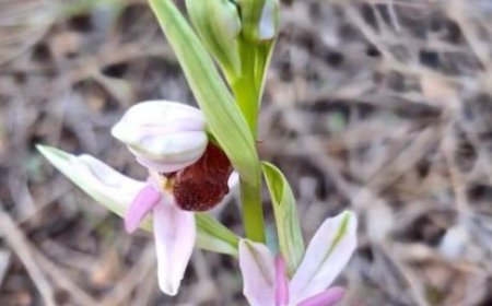 Antalya'da Koparması Yasak, Cezası Büyük: Arı Orkidesi Çiçek Açtı.