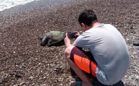 Antalya'nın Serik ilçesinde sahile ölü caretta caretta vurdu.