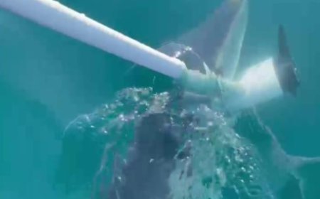 Antalya’da Amatör Balıkçıların Teknesine Köpek Balığı Saldırdı