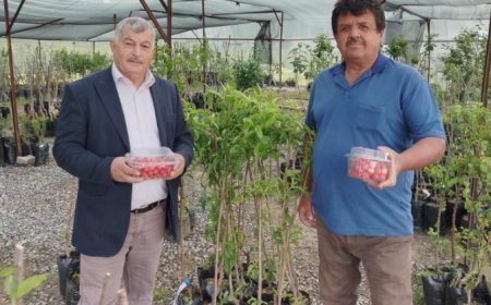 Antalya’nın Gazipaşa ilçesi Çile Mahallesi’nde yazın habercisi kirazın hasadına başlandı.
