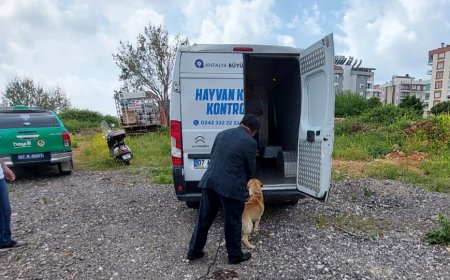İhmal Edilen Patiler Yalnız Değil: Doğuyaka’da Kurtarma Operasyonu