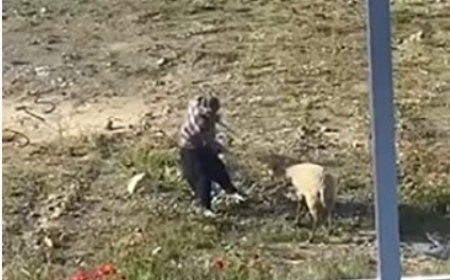 Antalya'nın Alanya ilçesinde bir şahıs kendisine ait koyuna tekme attı ve iple eziyet etti.