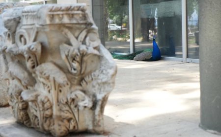 Müze Bahçesinin Renkli Misafirleri 40 Yıldır Göz Kamaştırıyor