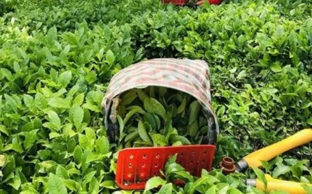 Tarım ve Orman Bakanlığı 2025 Yaş Çay Fiyatını Açıkladı