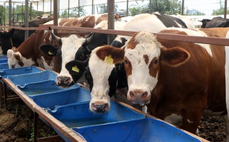 Antalya’da Kurban Bayramı Öncesi Pazarlar Hareketlendi