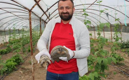 Kumlucalı Çiftçi Serasını Basan Kaplumbağalardan Dertli